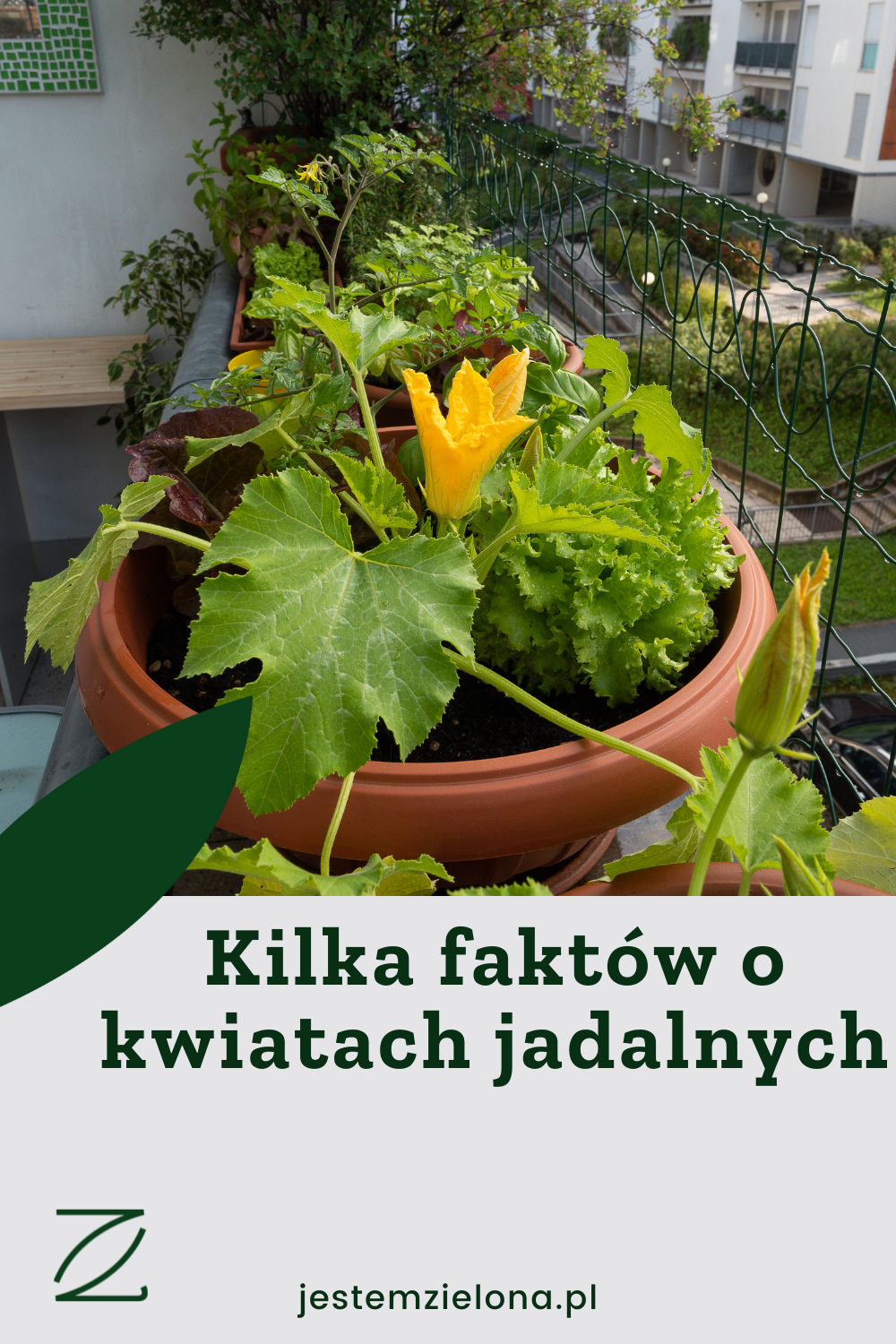 jak hodować warzywa na balkonie